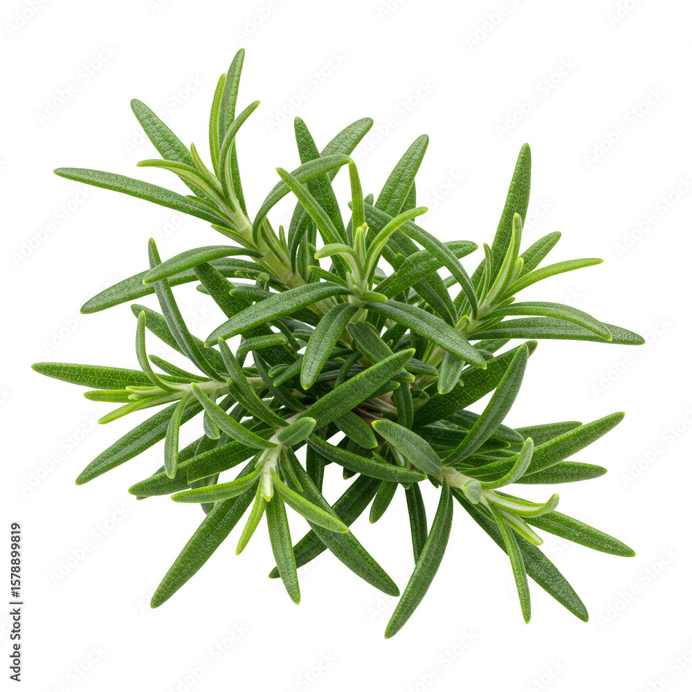 Fototapeta premium Fresh Rosemary Herb Isolated Aromatic Green Plant Transparent Background