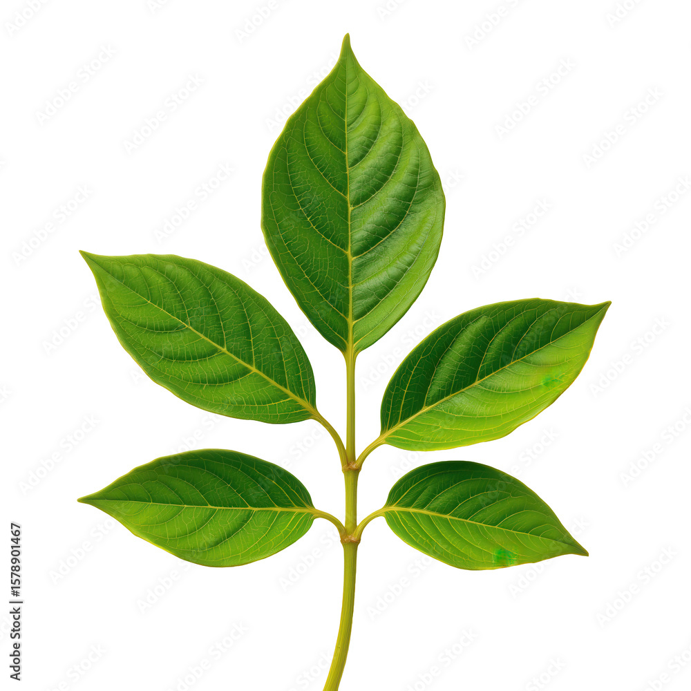 Naklejka premium Green Leaves with Rich Textures and Vibrant Shades for Nature Lovers