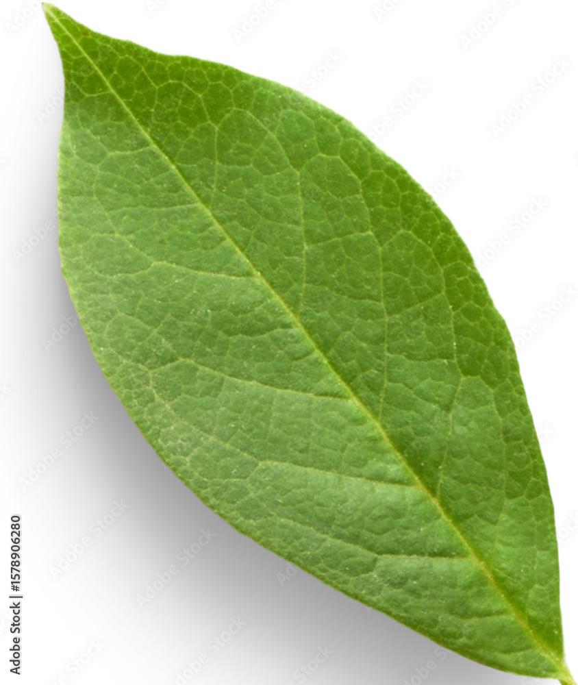 green leaf on white background green leaf on white background
