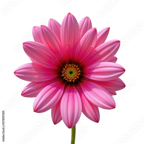 Vibrant Pink Flower Blooming with Delicate Petals and Bright Center