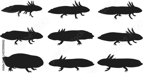 Cute black silhouette axolotl illustrations in various poses, amphibian cartoon set, isolated vector collection on white background