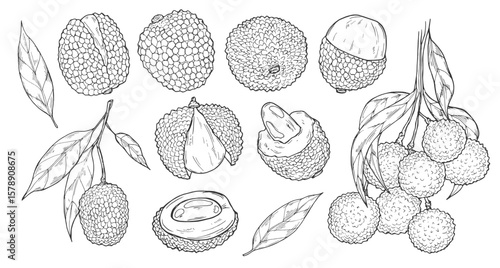 Set of isolated sliced lychee fruit sketch. Vector illustration of tropical and exotic plant with seed for culinary. Vegetarian or vegan nutrition. Agriculture and harvest.