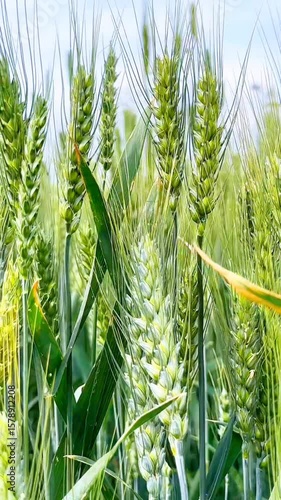 A detailed macro shot of young, green wheat ears developing in a sunlit agricultural field. Highlights the early growth stages of a staple grain crop before the harvest.