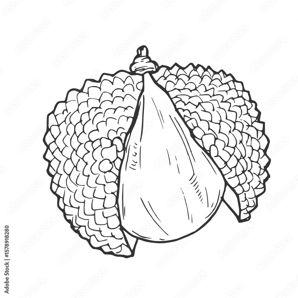 Fototapeta premium Hand drawn Lychee Fruit Sketch Illustration