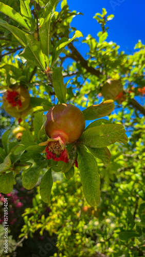 Wallpaper Mural Pomegranate on a tree Torontodigital.ca