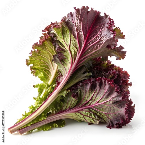 Curly Red Mustard Greens Fresh Leafy Vegetable Isolated Background