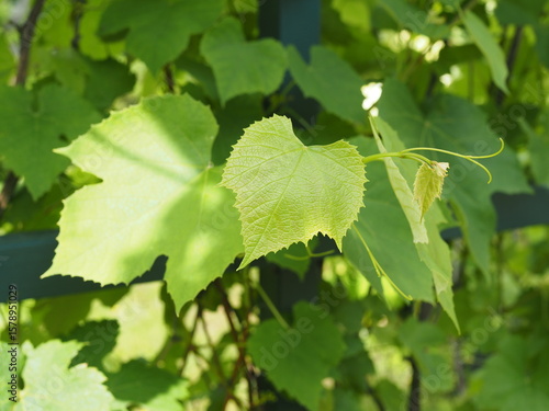 Fototapeta Naklejka Na Ścianę i Meble -  Liście winorośli