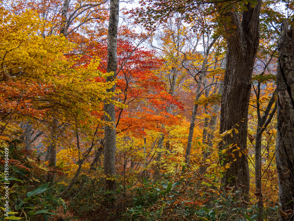 Fototapeta premium 秋の会津駒ケ岳