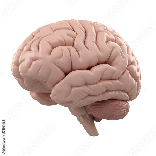 Realistic 3D Rendering of Human Brain Anatomy Isolated Transparent Background