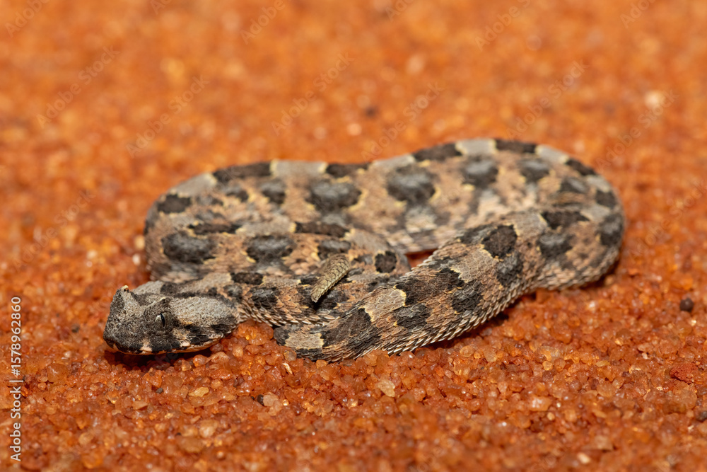 Obraz premium A beautiful juvenile Horned Adder (Bitis caudalis), in the wild, Limpopo, South Africa