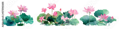Watercolor set of water pink lilies. Lake and river lily flowers with green foliage and leaves. Freshwater flowers. Concept of aquatic freshwater plants and flowers. Vector illustration.