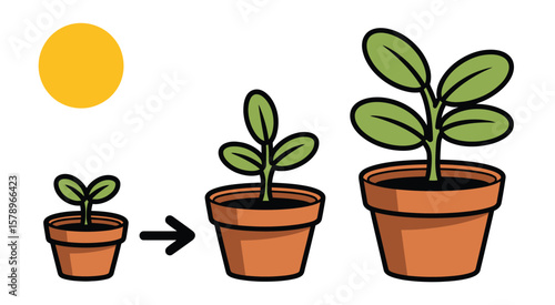 Plant Growth Stages in a Potted Plant