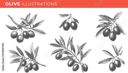 Set illustrations of olive branch isolated on transparent background. Vector illustration