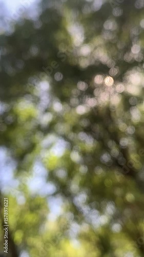 sun rays through trees