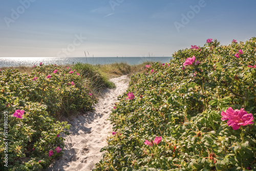 Fototapeta Naklejka Na Ścianę i Meble -  romantischer Weg zum Strand