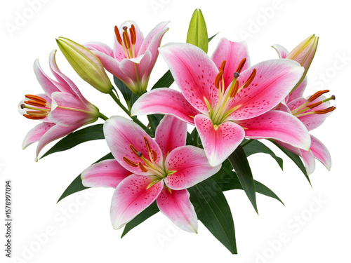 Cluster of pink and white stargazer lilies with green stems and leaves isolated on transparent background