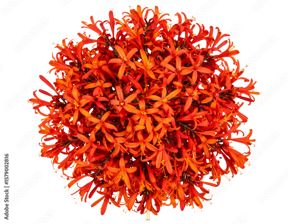 Naklejka premium Top-Down View of Crocosmia Bloom Cluster with Layered Petals and Central Focus, Transparent PNG