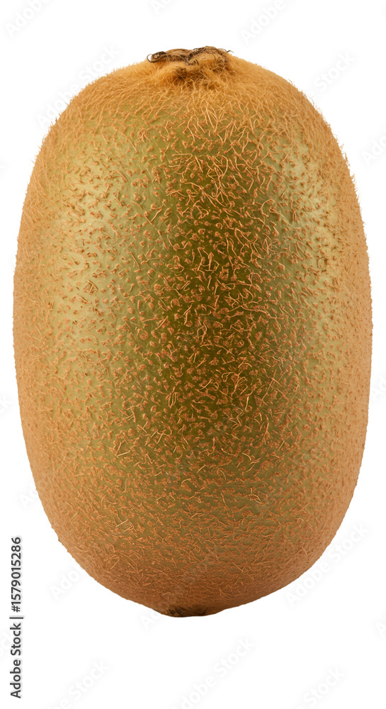 Fototapeta premium Isolated Whole Kiwi Fruit Displaying Brown Fuzzy Texture on Transparent