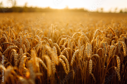 Close-up of golden ears of wheat fluttering in the wind. Ripe wheat crop in an agricultural field at sunset. Rich harvest concept, gardening.