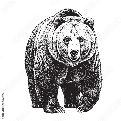 Hand-drawn engraved grizzly bear walking with powerful stance in bold black and white style