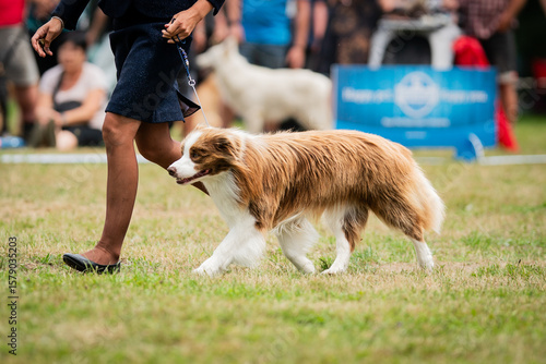 Border collie dog brown and white on the dog show