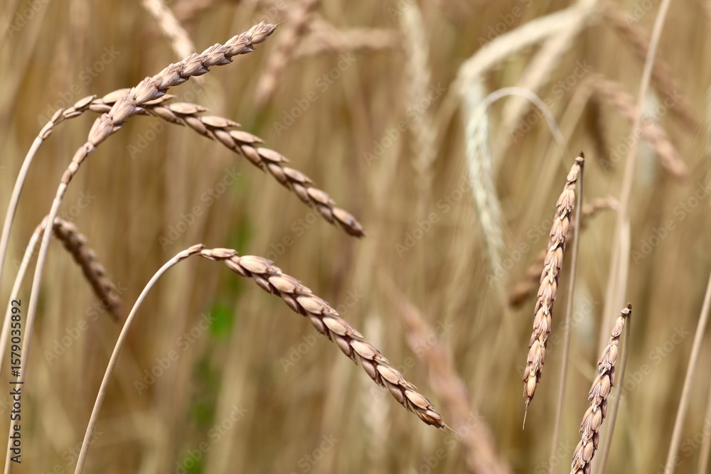 Obraz premium Close-up view of ripened barley ears swaying in the summer field under a clear blue sky. The golden spikes and long awns highlight the beauty of natural agriculture and organic grain farming.
