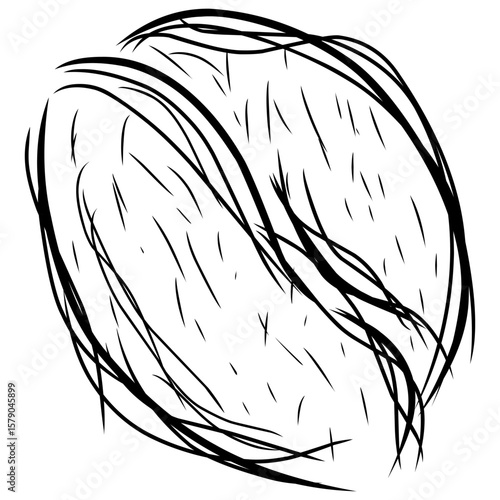  hand-drawn walnuts in black sketch style. sketched coffee bean