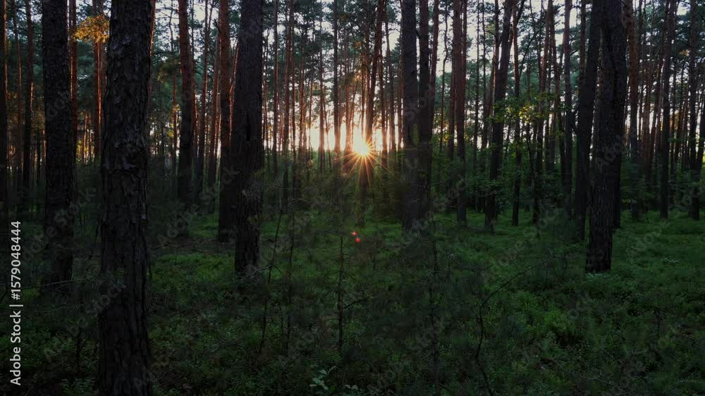 las w zachodzącym słońcu las w zachodzącym słońcu