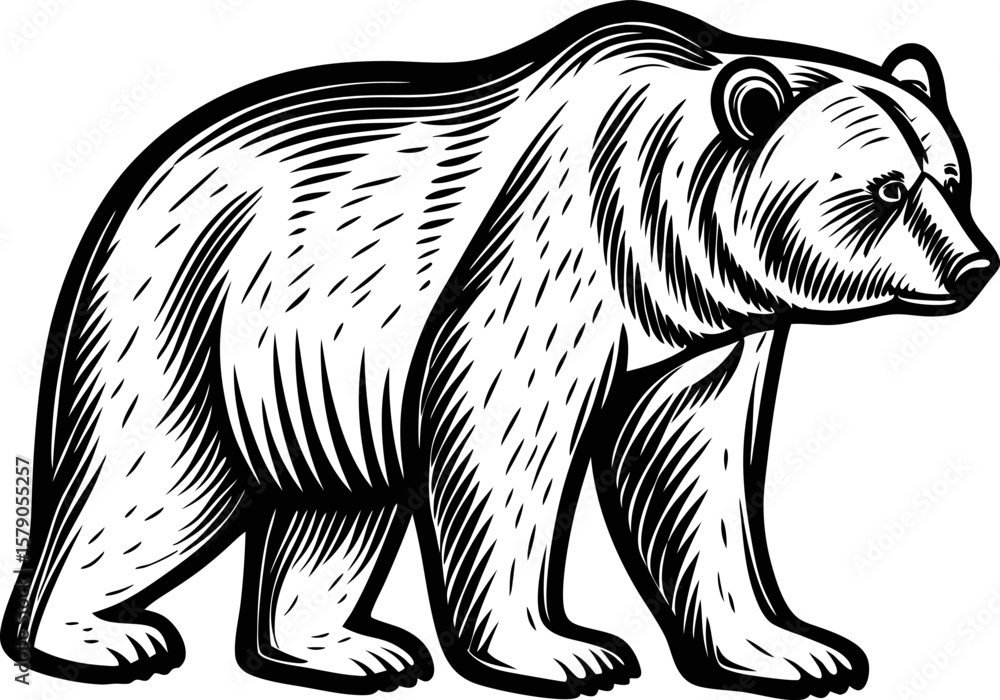 Fototapeta premium Hand drawn wild bear illustration monochrome black and white engraving animal, walking pose, side view silhouette