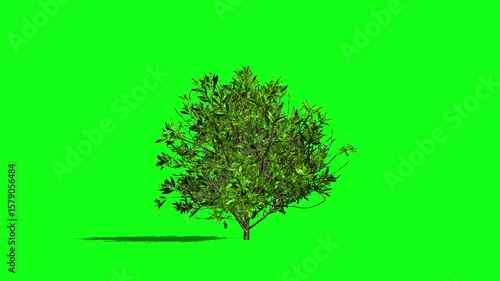 4K video, green screen. Beautiful 3d animation, 4K Animated green plant stem on green screen, perfect for nature, botany, and education stock video, compositing, and green screen animation