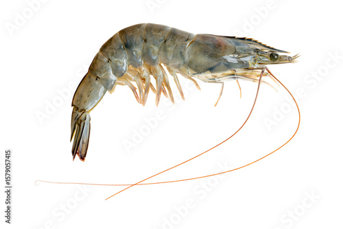 Fototapete The High-resolution photograph of ingredients for cooking: Pacific white shrimp