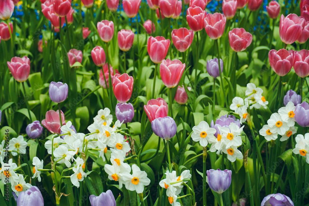 Fototapeta premium Spring madness. Bright and colorfull blossoming Tulip flowers in the sunny park. Vibrant Multicolored Tulip Field Displaying a Captivating Array of Blooming Flowers in a Sunny Spring Landscape