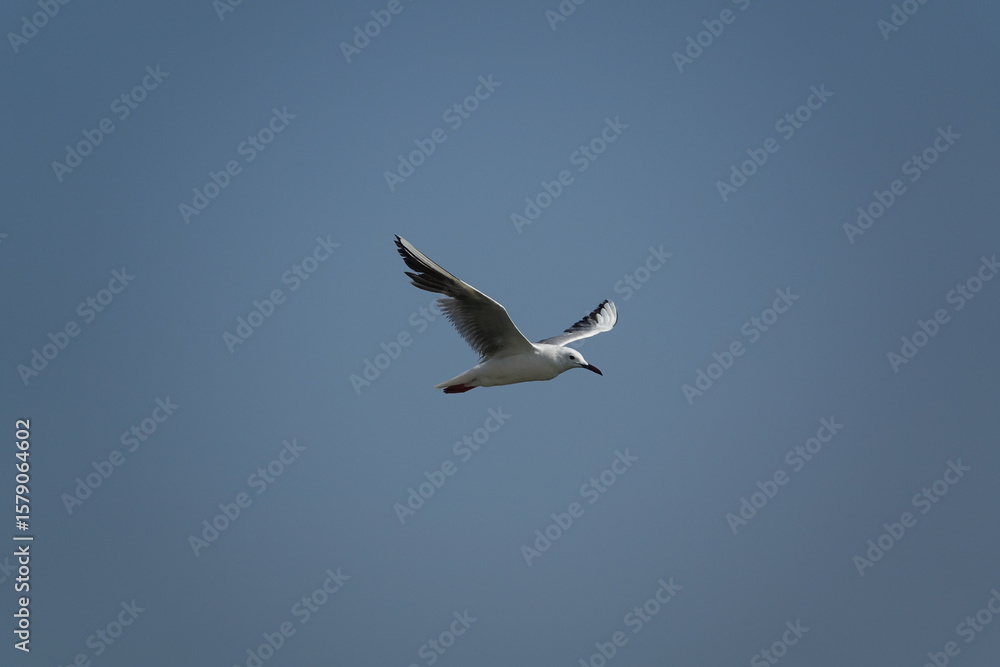 Obraz premium the beautiful slender billed gull (Chroicocephalus genei) wild birds of Tunisia