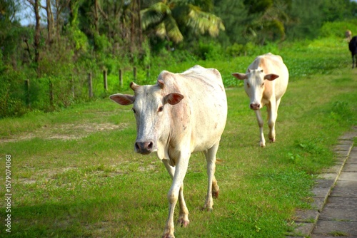 Wallpaper Mural A light-colored cow walks across a grassy area in a rural setting, facing the camera. The scene includes a background of green vegetation and a fence, highlighting the presence.  Torontodigital.ca
