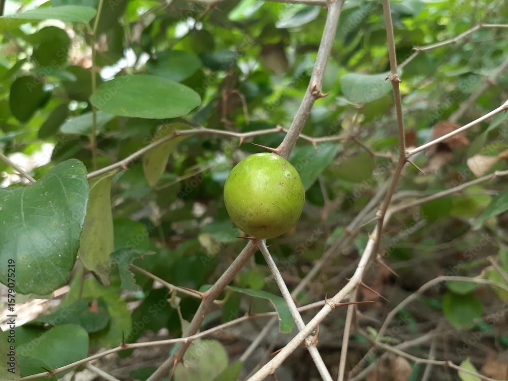 Ziziphus mauritiana or Bidara fruit on a plant in the garden. Also known as widara, Indian jujube, Indian plum, Chinese date, Chinese apple, ber and dunks. Ziziphus mauritiana or Bidara fruit on a plant in the garden. Also known as widara, Indian jujube, Indian plum, Chinese date, Chinese apple, ber and dunks.