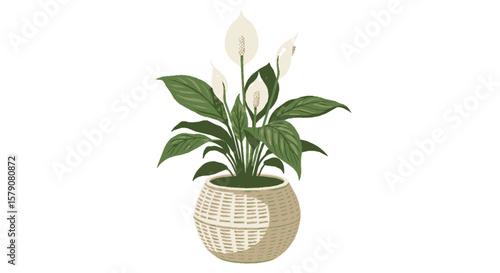 A lush peace lily plant with white blooms sits in a woven basket.