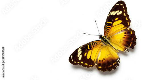 A yellow and brown butterfly isolated on white background png