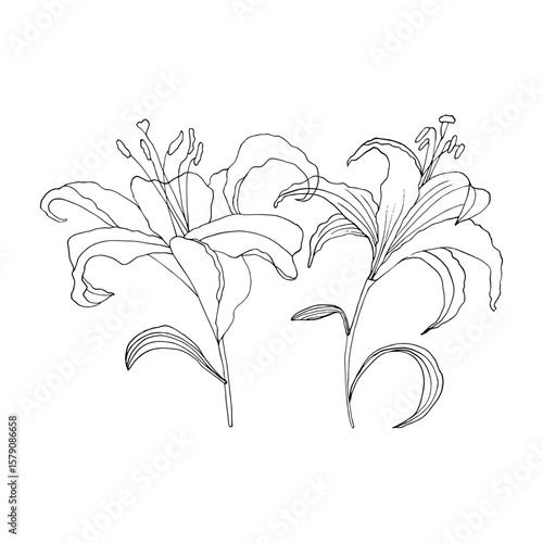 Hand-drawn lilies on white background. Contrast print for fabric, wallpaper, invitations and greeting cards. 