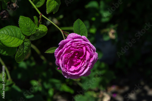 Close-up of a blooming tea rose with vibrant bright pink petals. The delicate layers and velvety texture of the flower are highlighted by natural sunlight, capturing the elegance and beauty of this cl