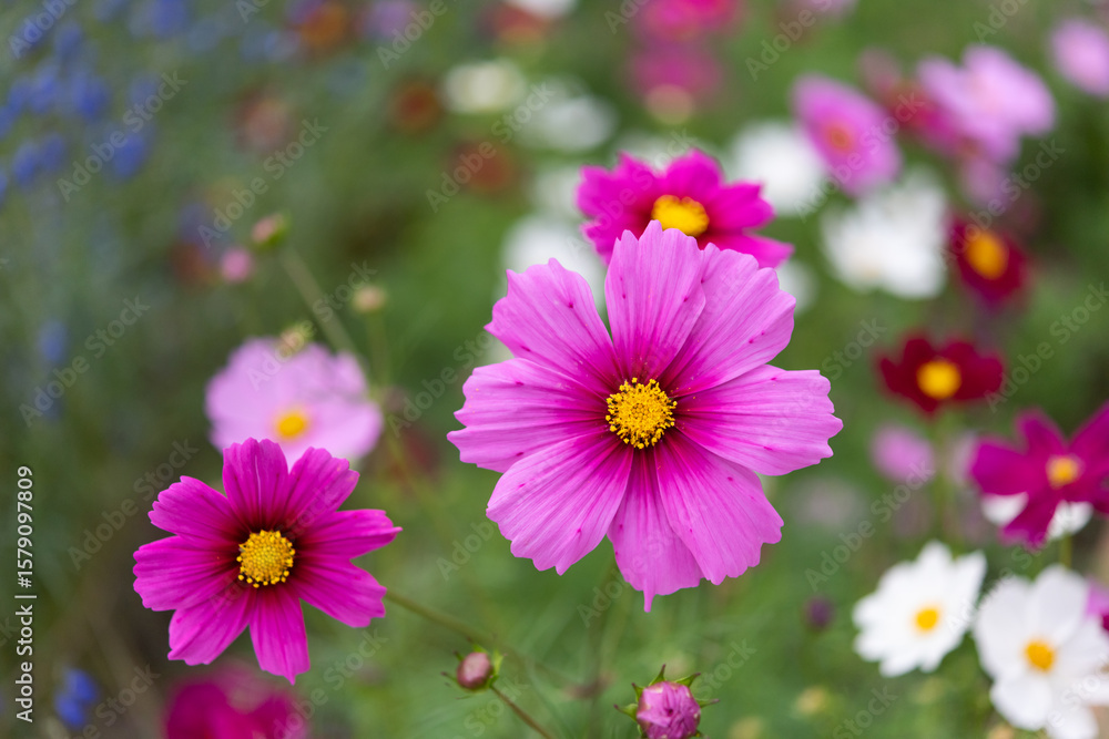Obraz premium 鮮やかなコスモス畑