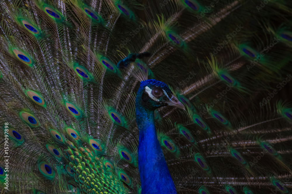 Obraz premium Proud male Asian peacock shows his plumage