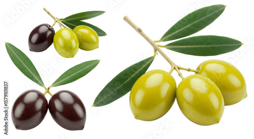 Wallpaper Mural Olives on Branch Showing Different Varieties Isolated on White Torontodigital.ca