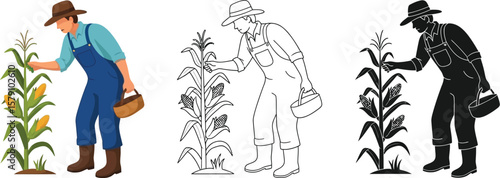 Farmer harvesting corn vector illustration agriculture farm fresh produce local food cornfield worker 100 vector