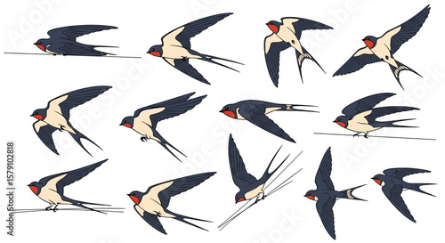 Animated sequence of a barn swallow in flight showing wing beats and tail movements