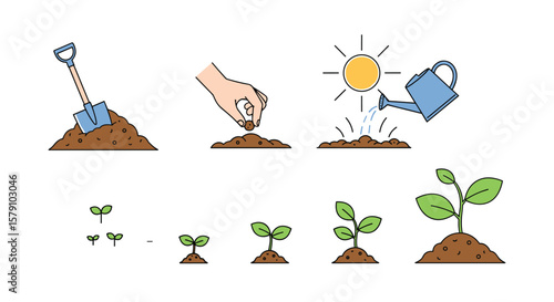 Gardening process visual guide showing seed planting sprouting growth and mature plant development