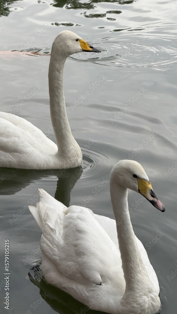 Obraz premium two swans swimming in calm water with smooth reflections and yellow beaks, serene nature scene, ideal for wildlife photography, editorial use, or environmental branding