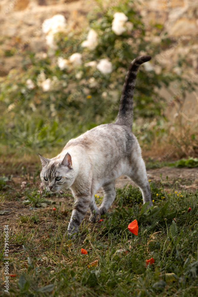 Fototapeta premium Chat dans la campagne