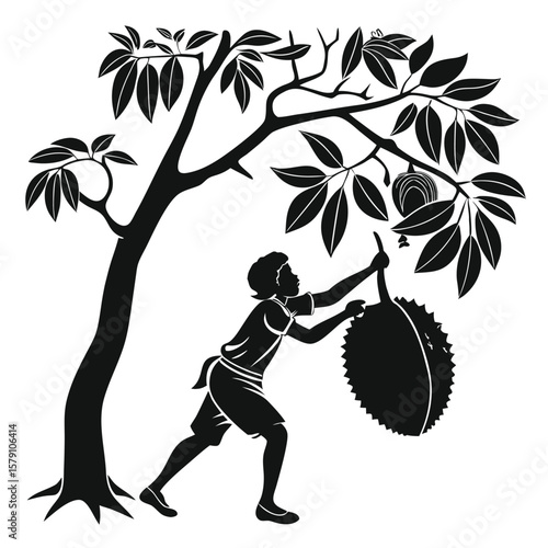 Person harvesting jackfruit from tree vector