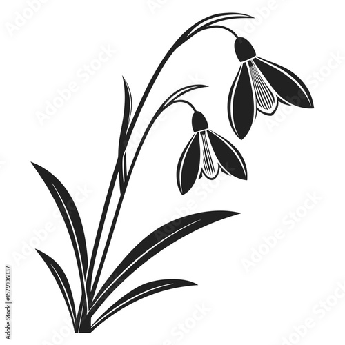 Snowdrop flowers black vector plant nature