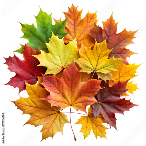 Wallpaper Mural Maple Leaf, Realistic Fern Leaf PNG, Tree Leaf, Flat vector maple leaf, autumn maple leaf, Flat Botanical Leaf PNG, Photoreal maple leaf Torontodigital.ca